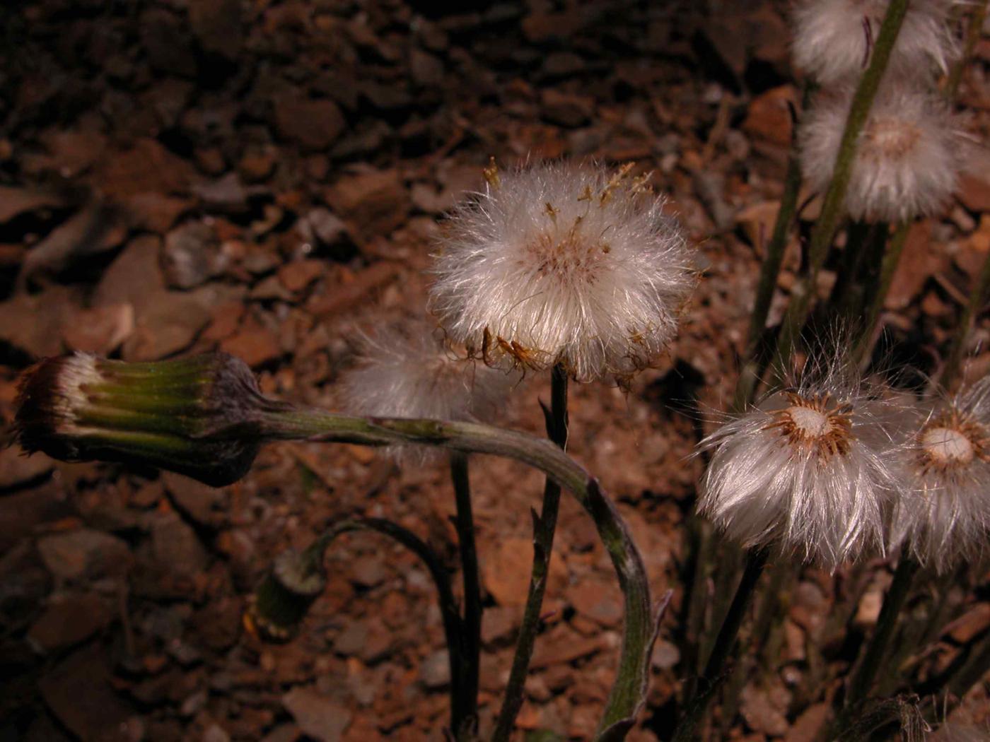 Coltsfoot fruit